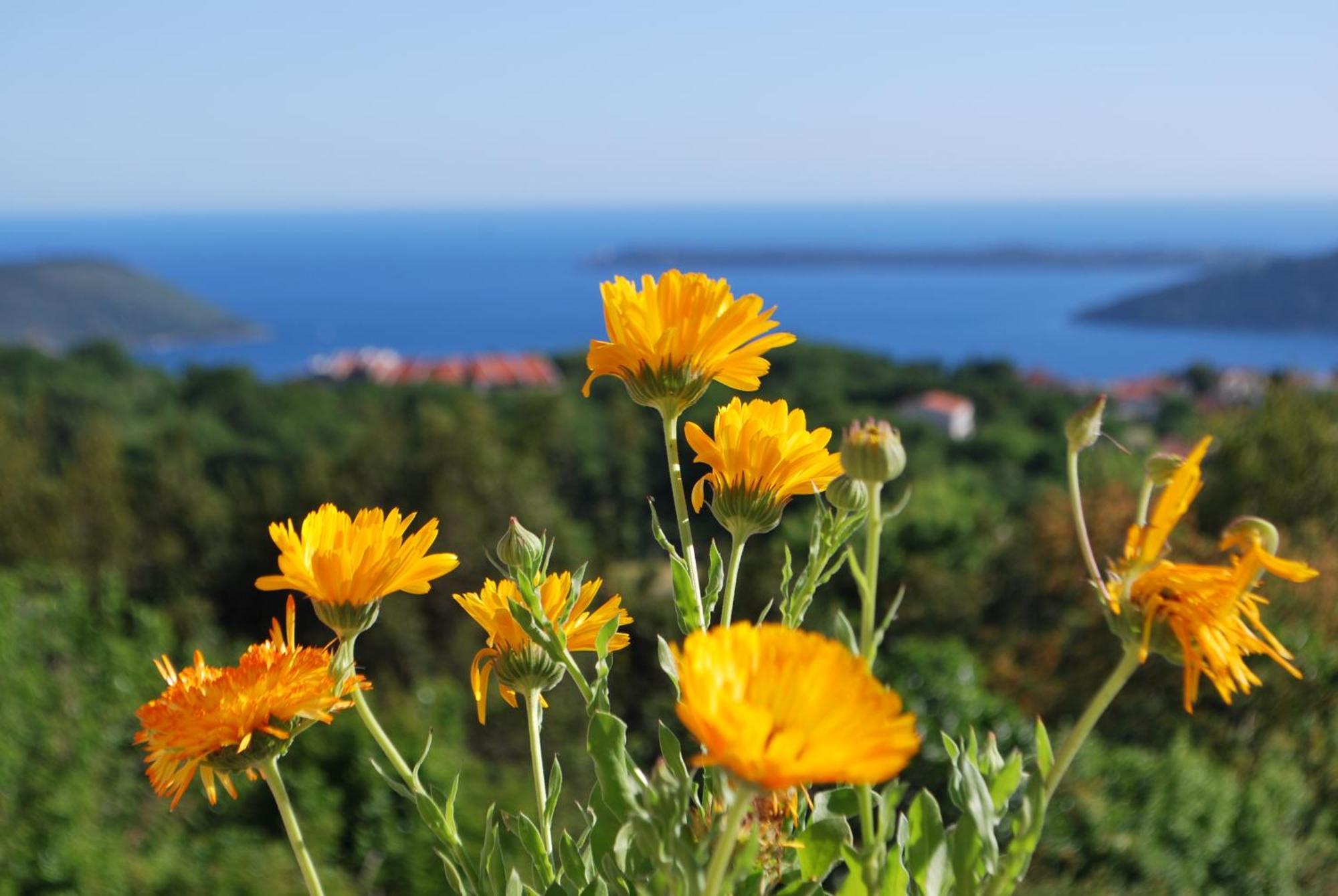 Vila Bella Vista